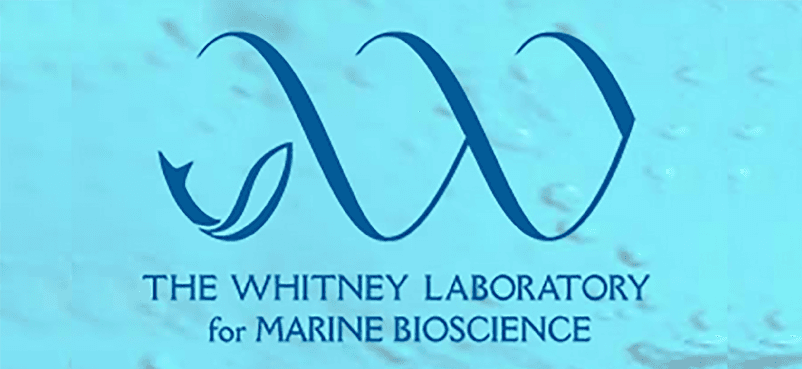 University of Florida Whitney Laboratory hero